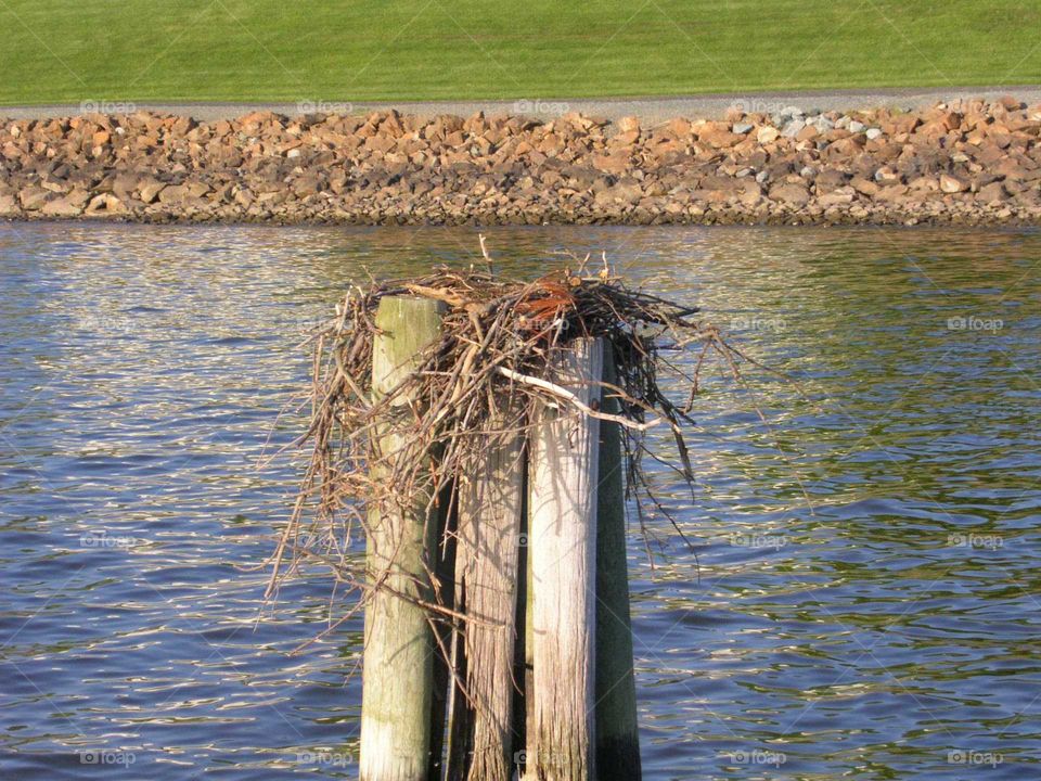 Osprey Nest on the North East River, at the top of the Chesapeake Bay (Cecil County, Maryland)