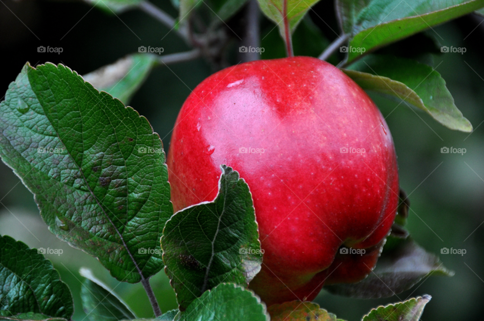 red autumn apple äpple by perkapara