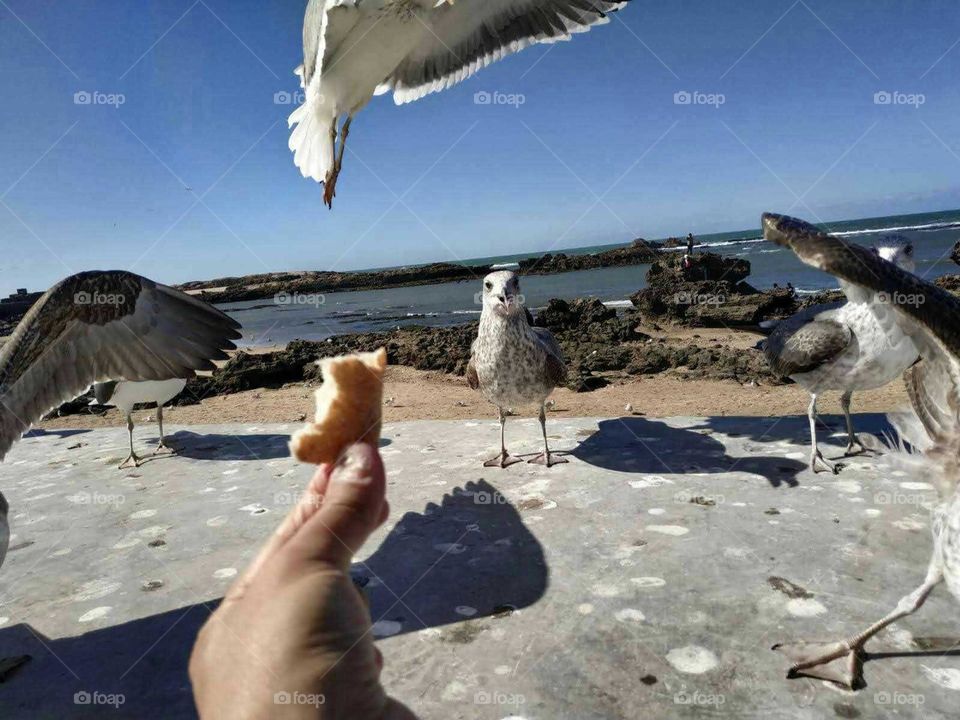 Beautiful and nice moment with flying seagulls at essaouira city in Morocco.