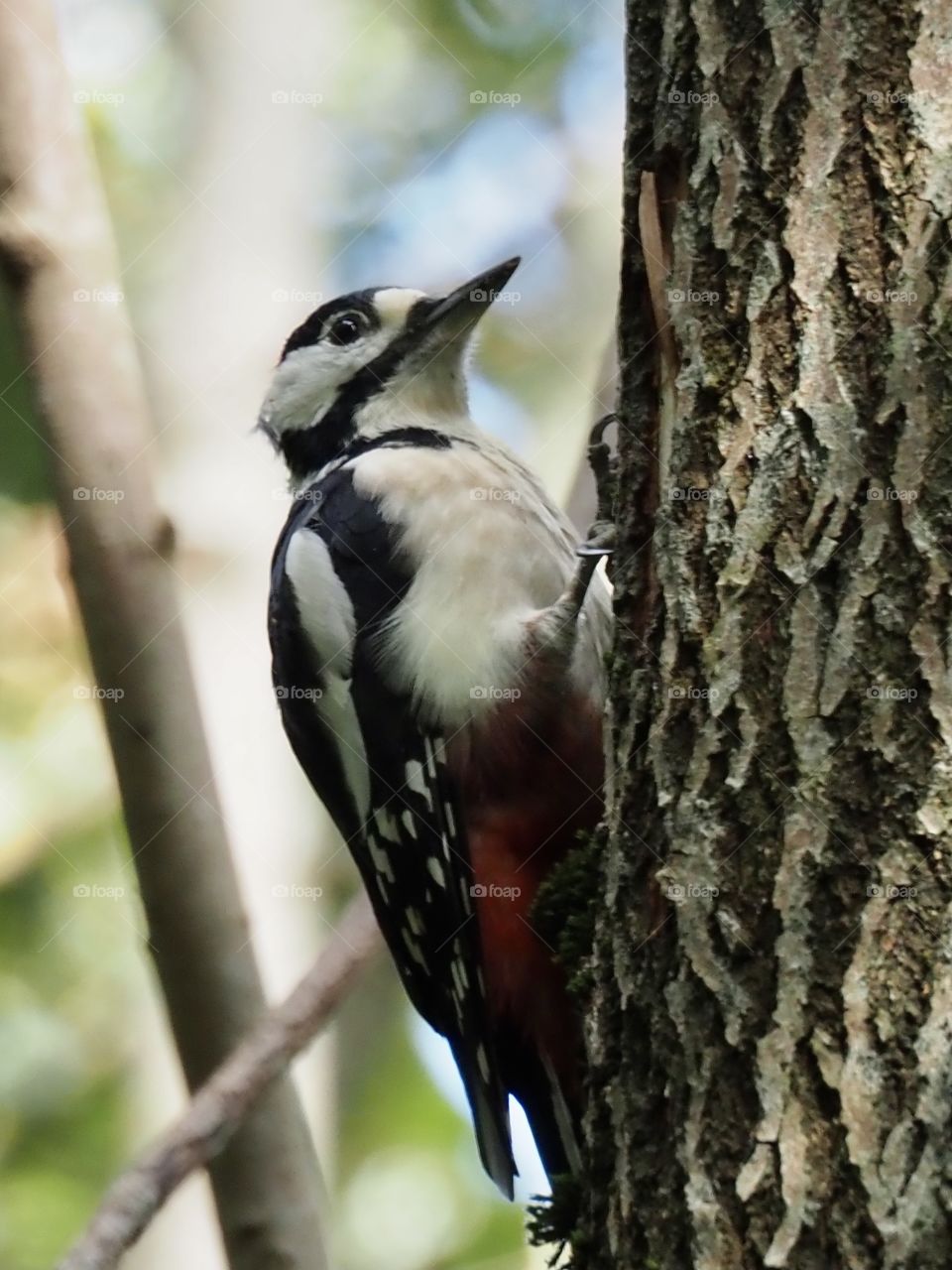Woodpecker
