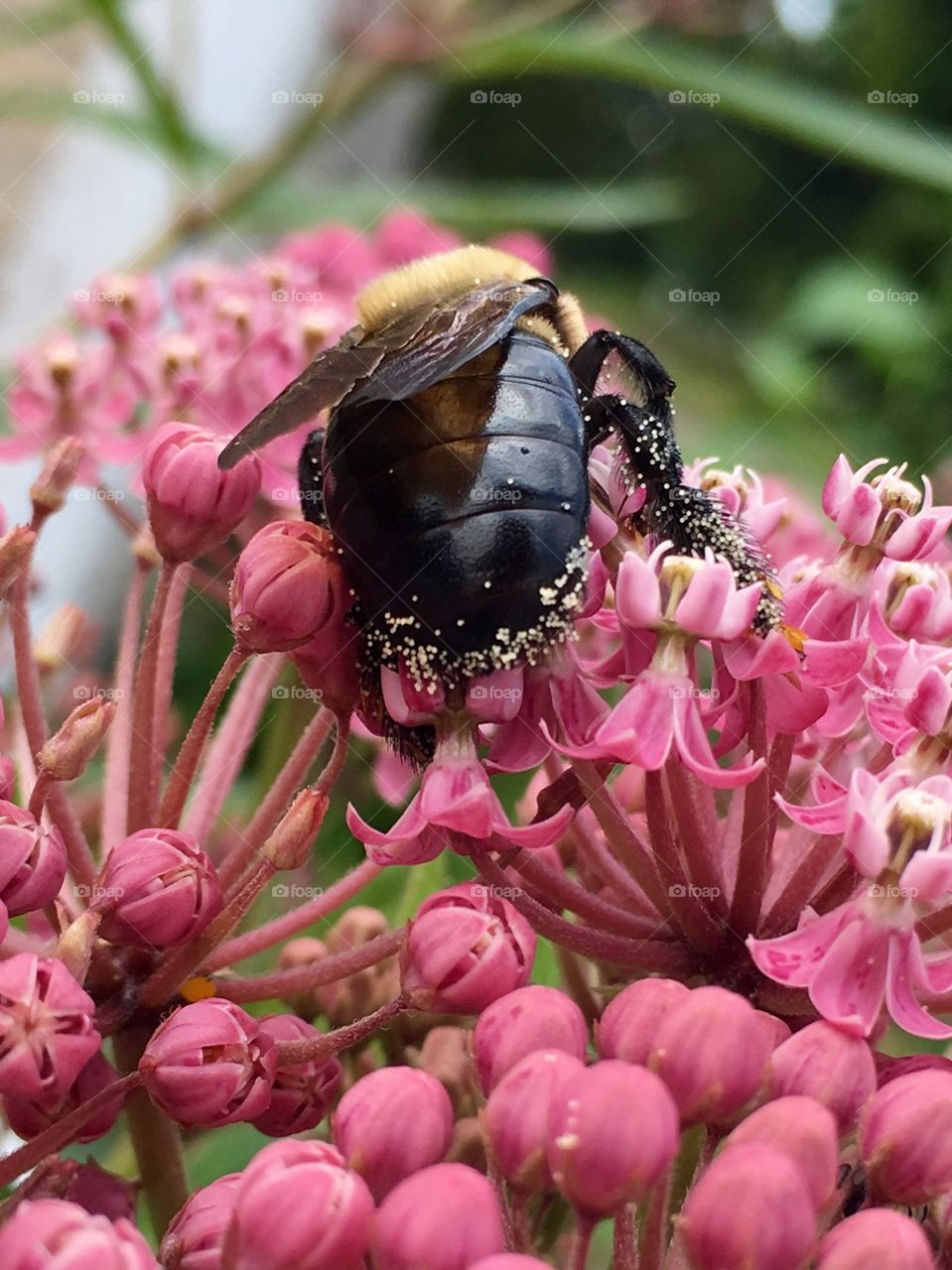 Buzz in the backyard 
