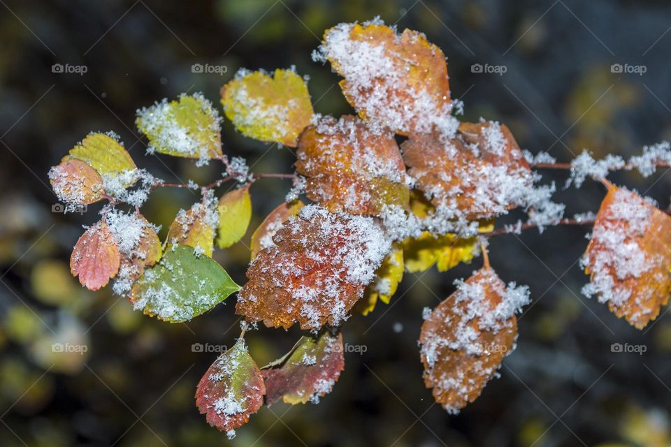 Twig with leaves under the snow.