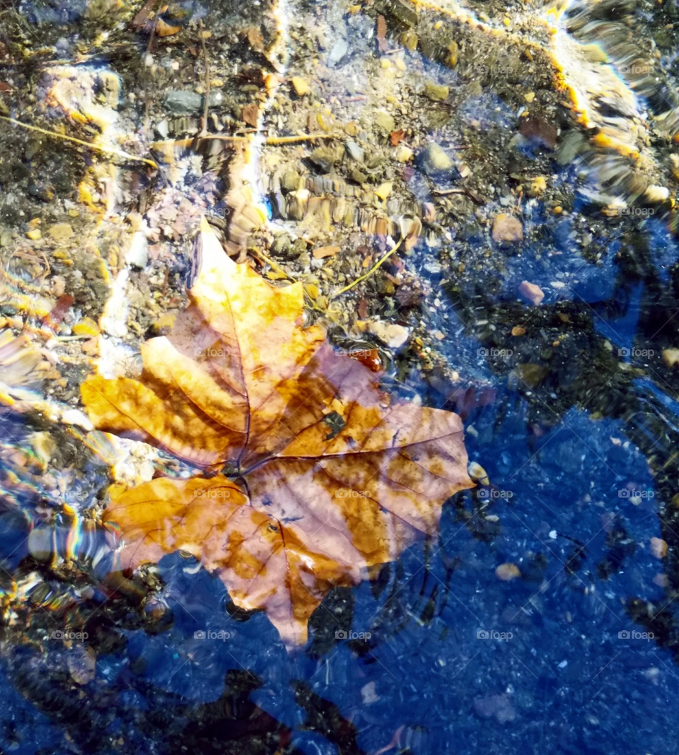 a leaf floats down a stream