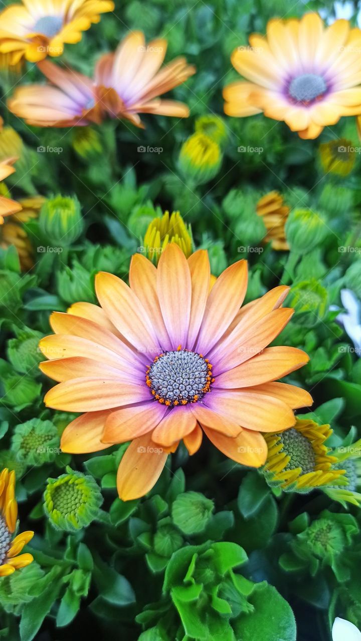 Cape Marguerite, beautiful colours in UK garden