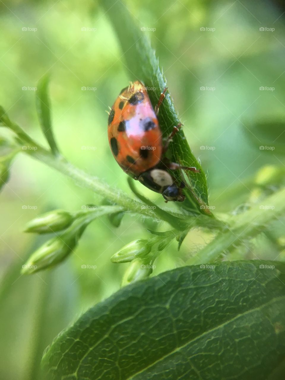 Ladybug