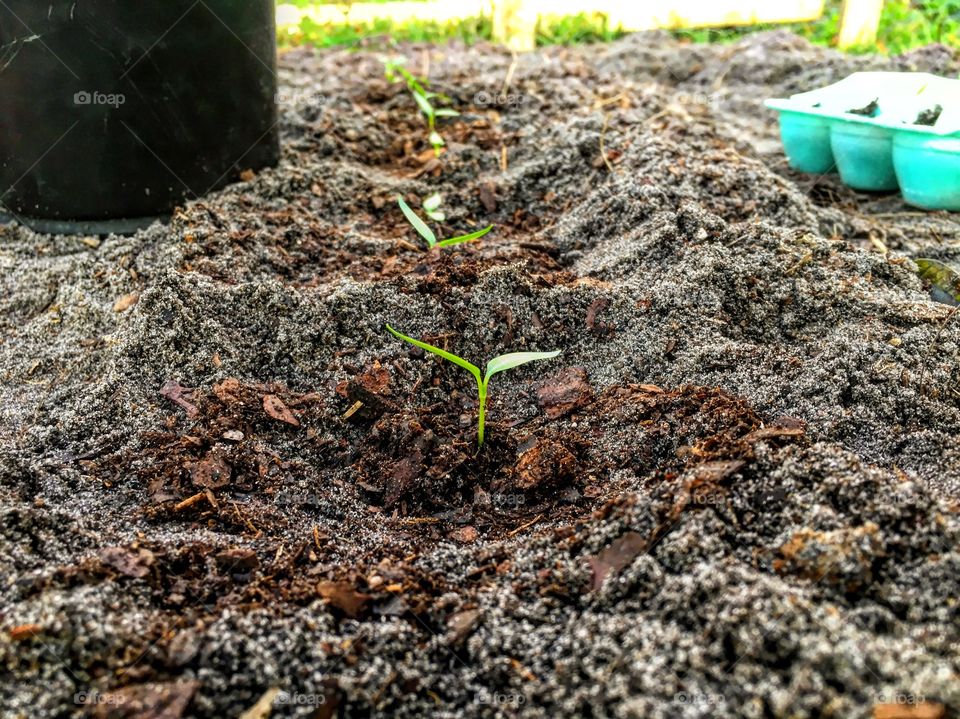 Little sprouts lined up in a row waiting to grow 