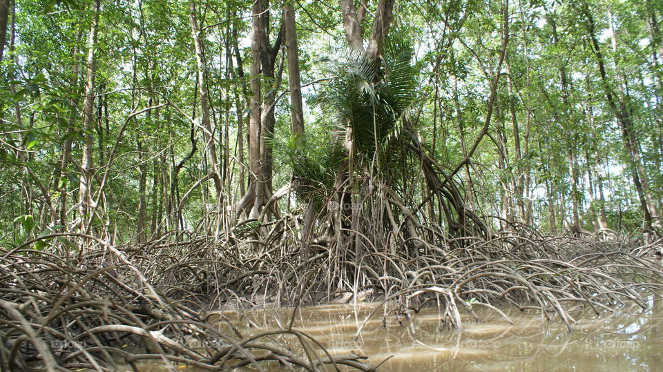 Swamp