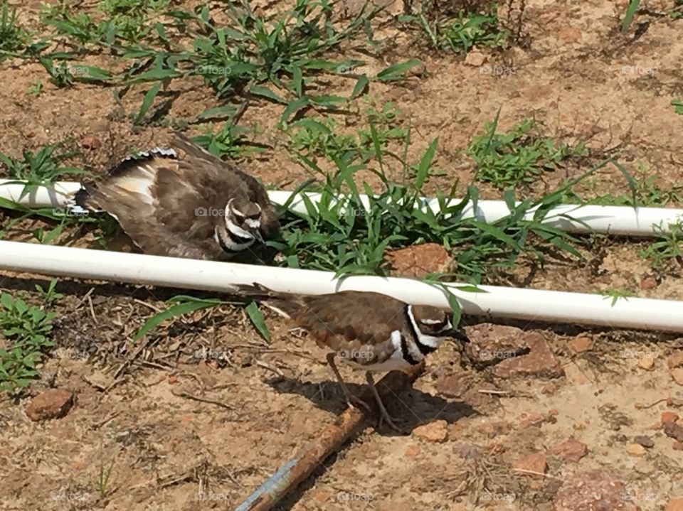 Mama and daddy killdeer look'n out for their nest. 