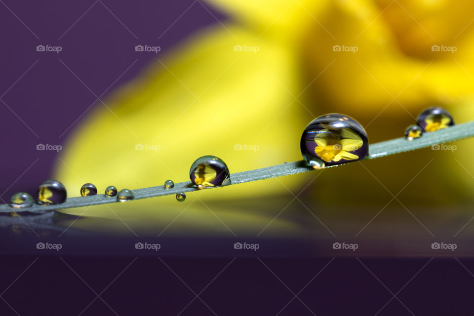 A macro portrait of a blade of grass lying in the water with some dew drops on it. behind it there is a blurred yellow daffodil lying in the water as well. it is being reflected inside the water drops.