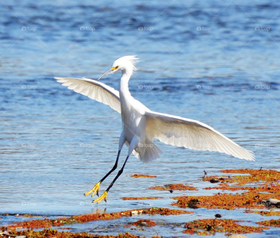 white egret flying into a rushing river to find fish