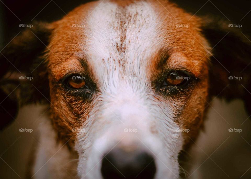 White Dog Close-up, Eyes portrait, shot on a Helios 44-4M. Beautiful swirly Bokeh of the dog face.