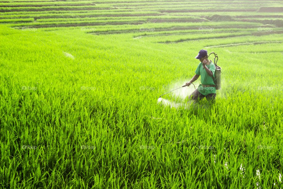 farmer in the morning at rice fields