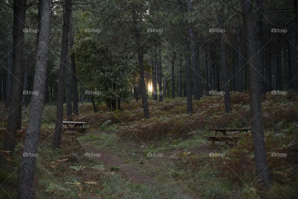 sunny forest in spring colors