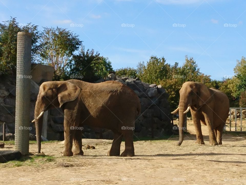 Elephants at the zoo in the sun