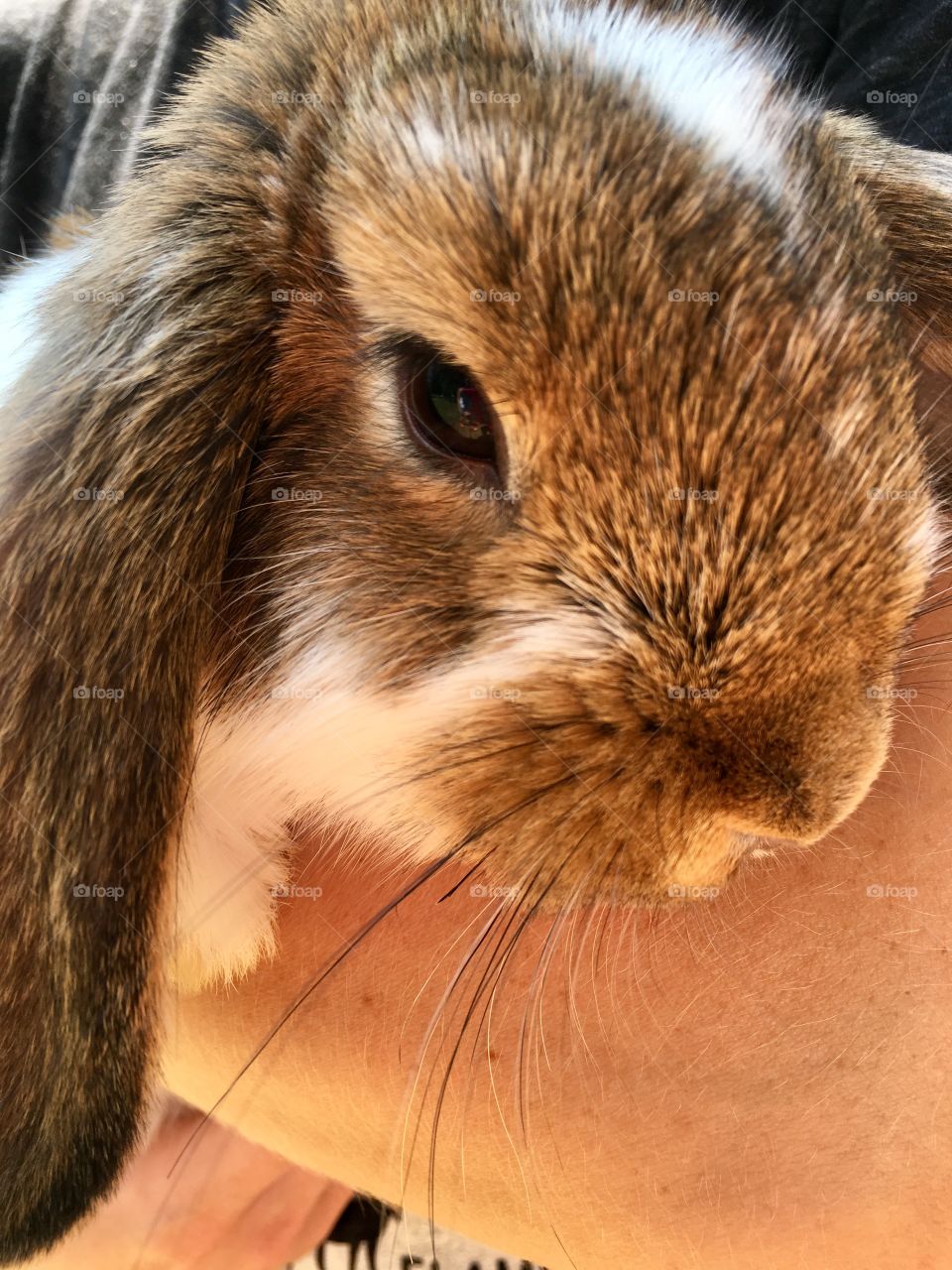 Cute little bunny nose. Bunny rabbit. Furry. Cute. Long years.