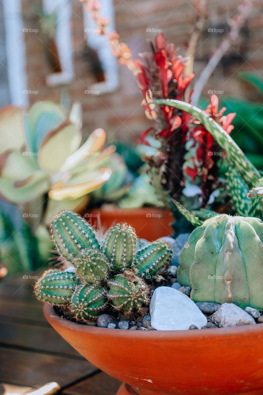 Cactus terrarium 🌵