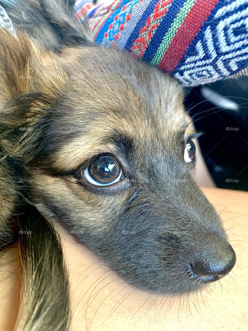 The sweetest puppy baby ever. Look at those eyes, they would steal anyone’s heart in a second!
