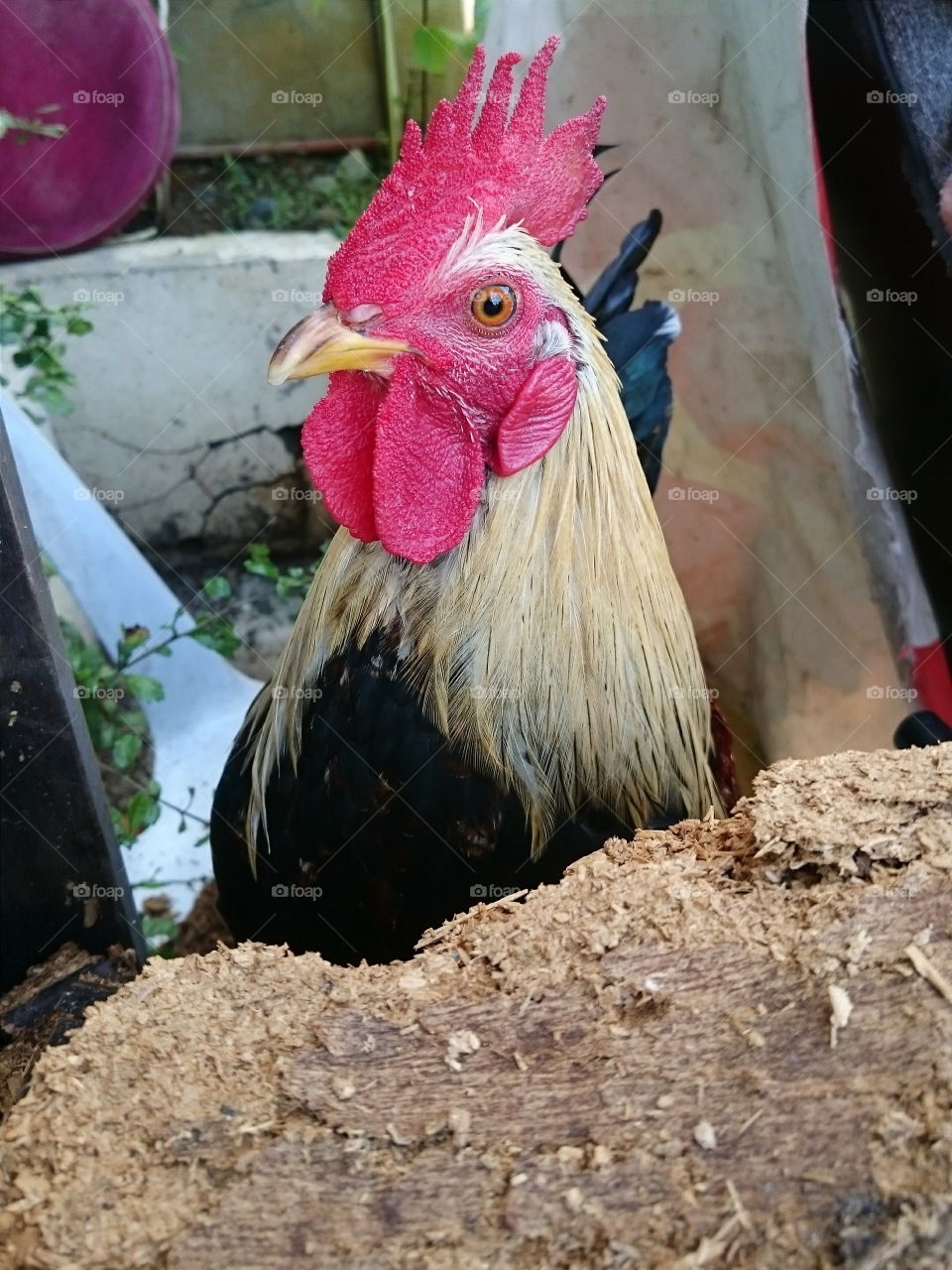 Chicken Profile