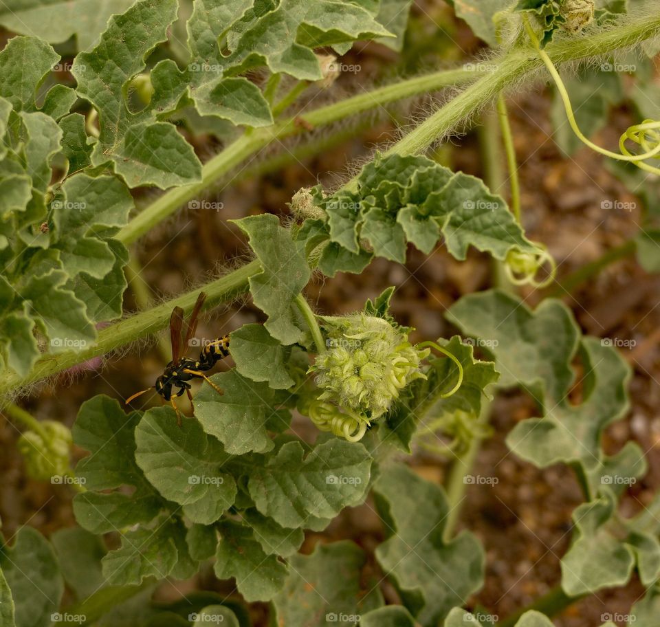 Yellow jacket in a watermelon plant