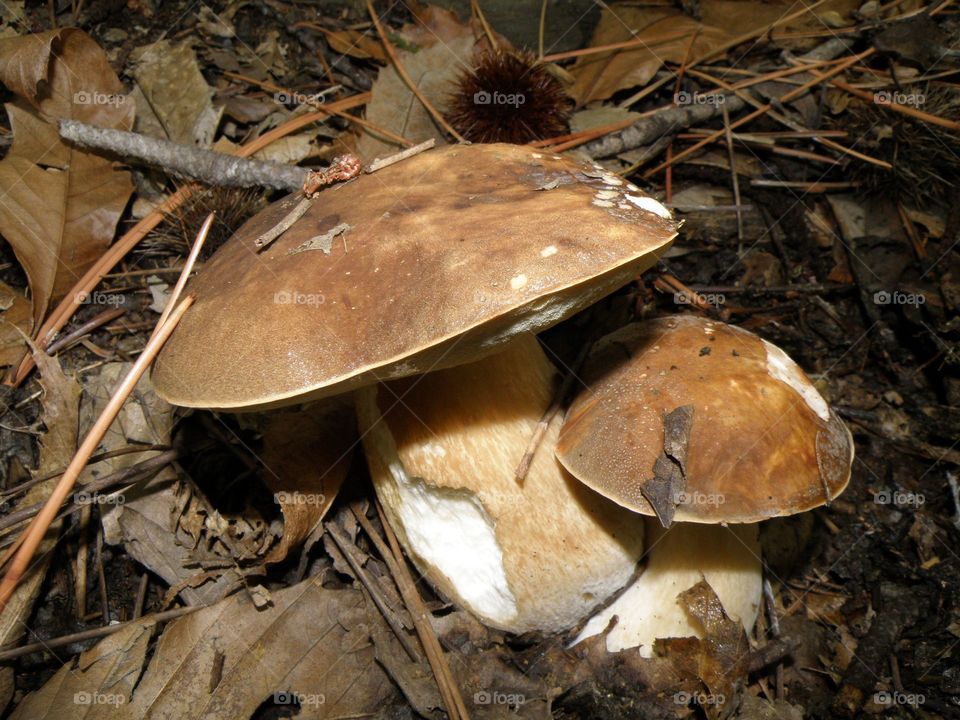 Mushroom on dry leaves