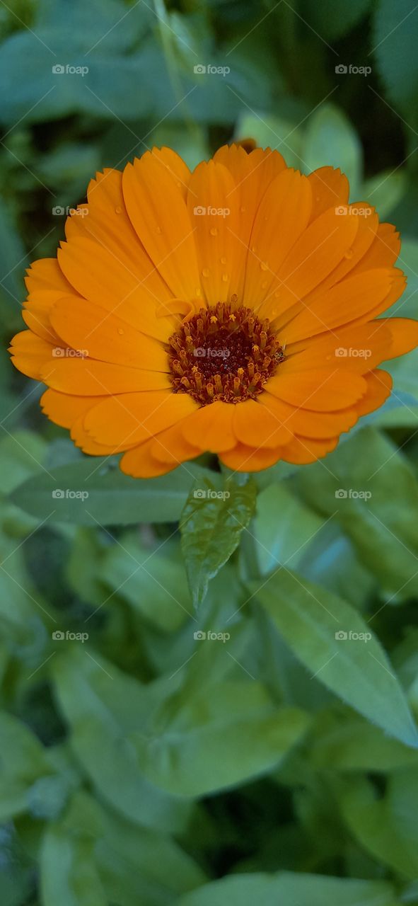 calendula flower