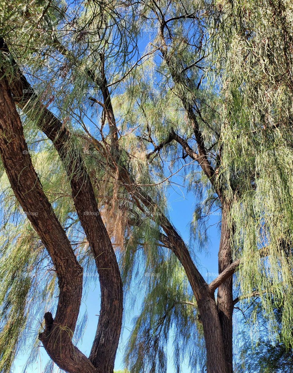 Beautiful Tree Against a Blue Sky
