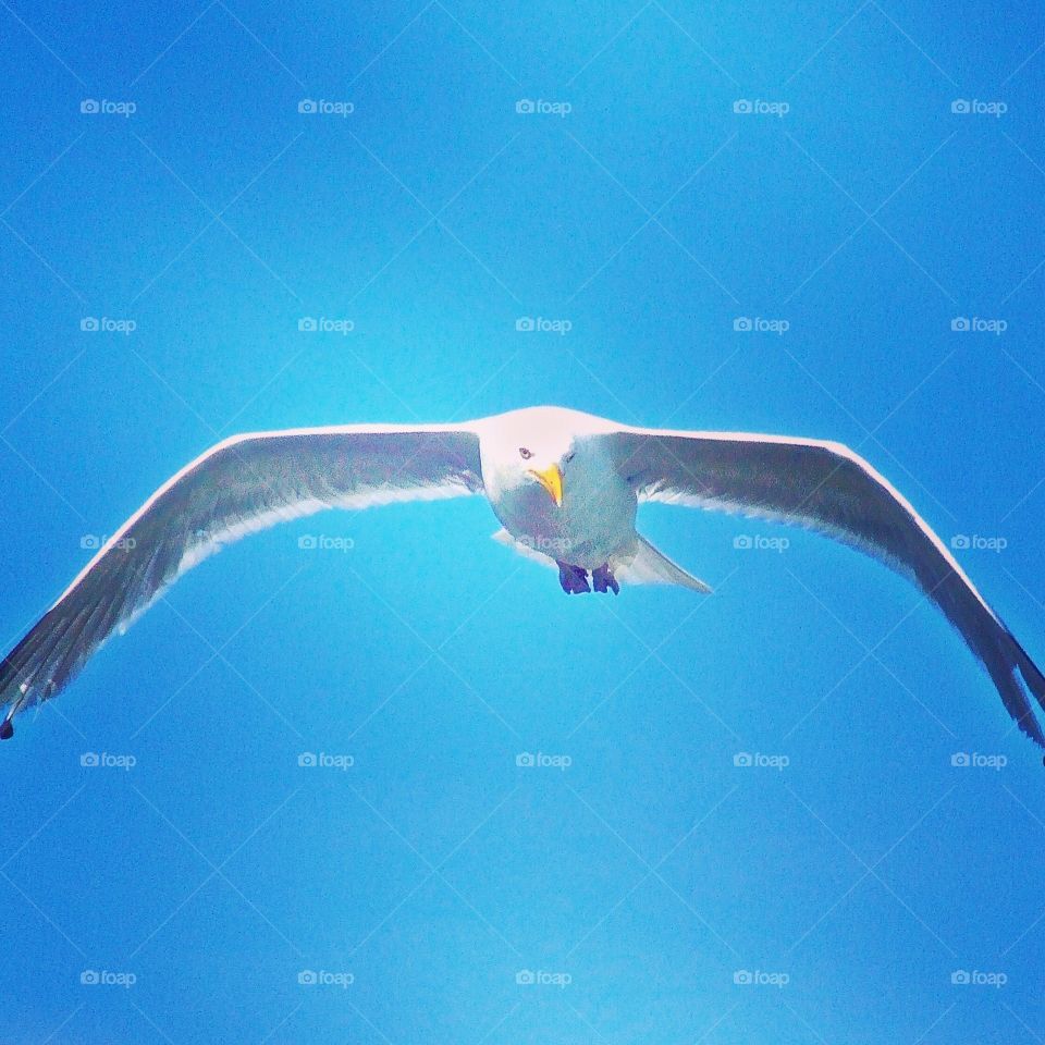 White Seagull in flight