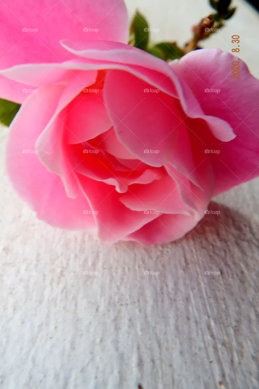 Rosr