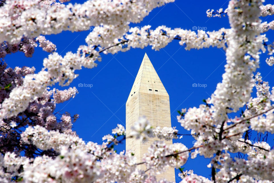 The Washington Monument and Cherry Blossom, Washington DC, USA. 