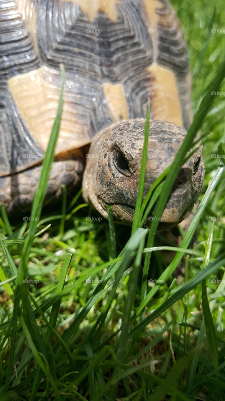 Summer pets