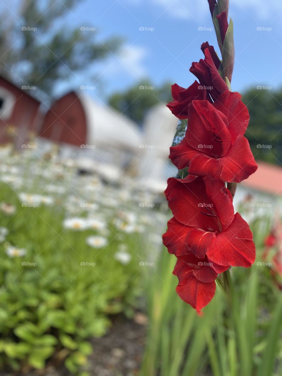 Bright red gladiolus blooms against a backdrop of a rustic barn.