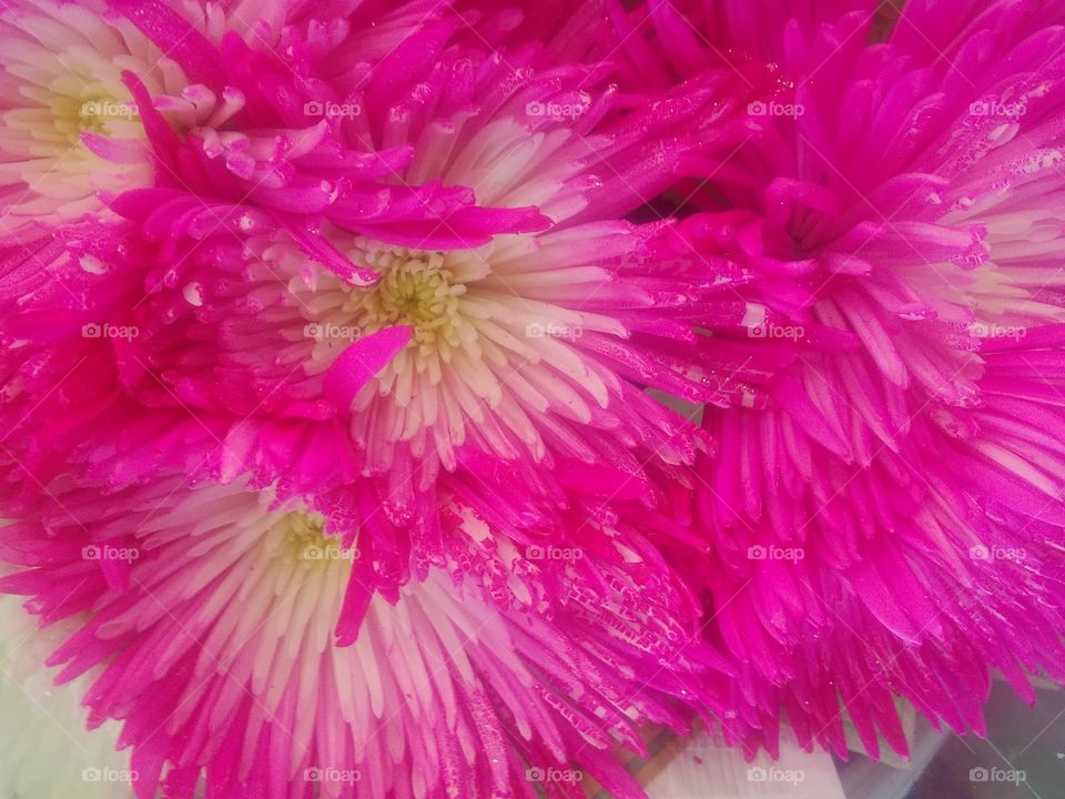 hot pink flower