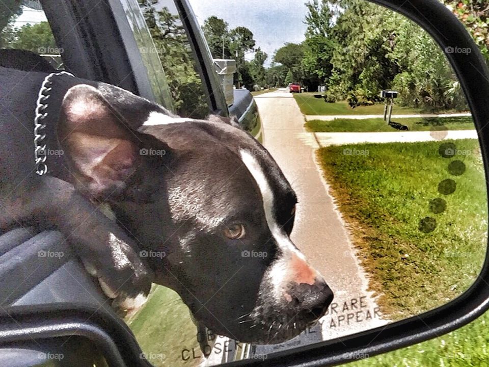 Dog hanging out window of car