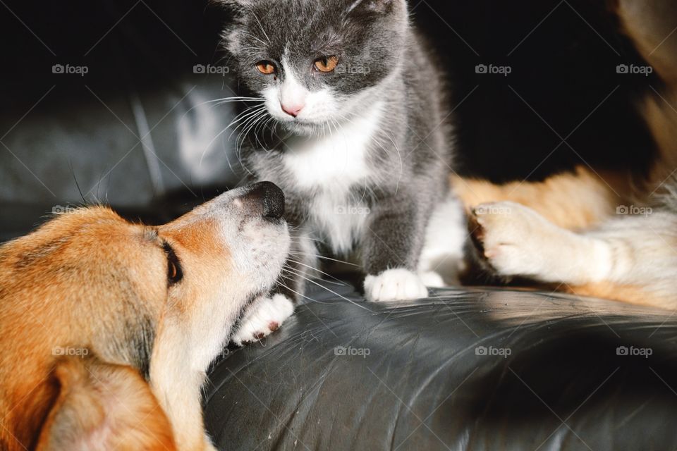 Cat and a dog playing