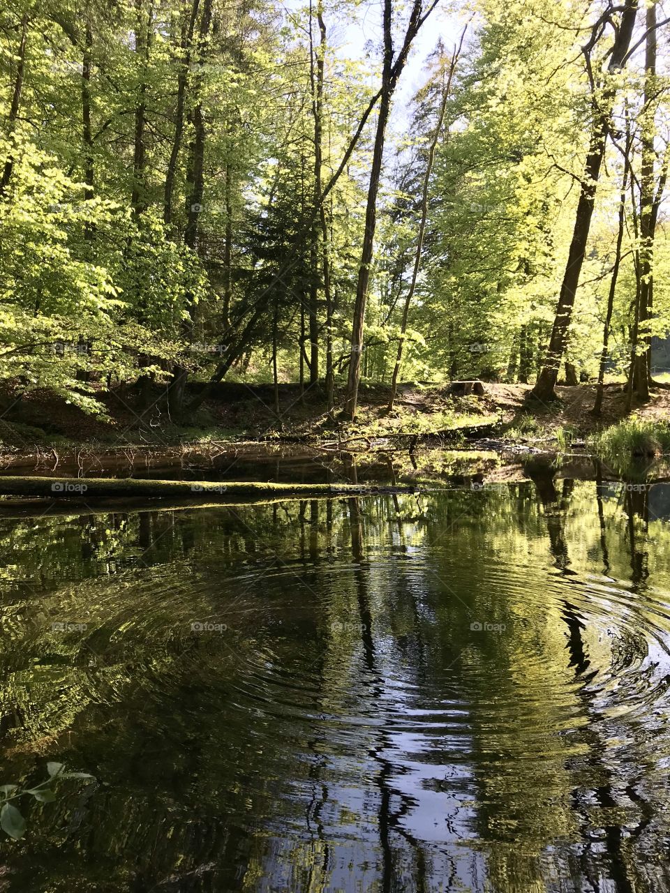 Steibachweiher 