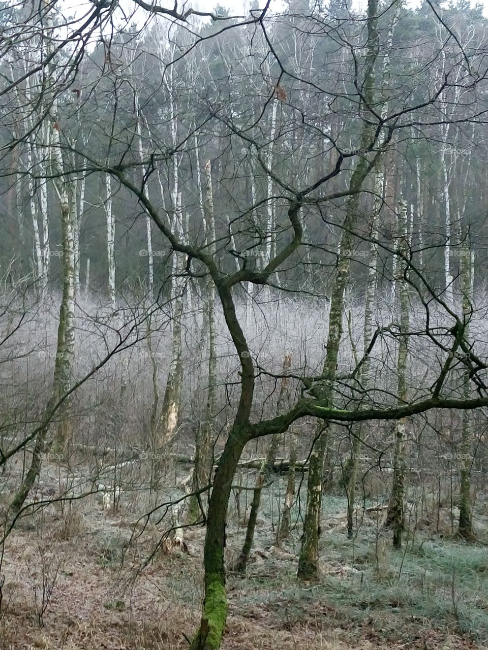 polish nature winter  in the wood