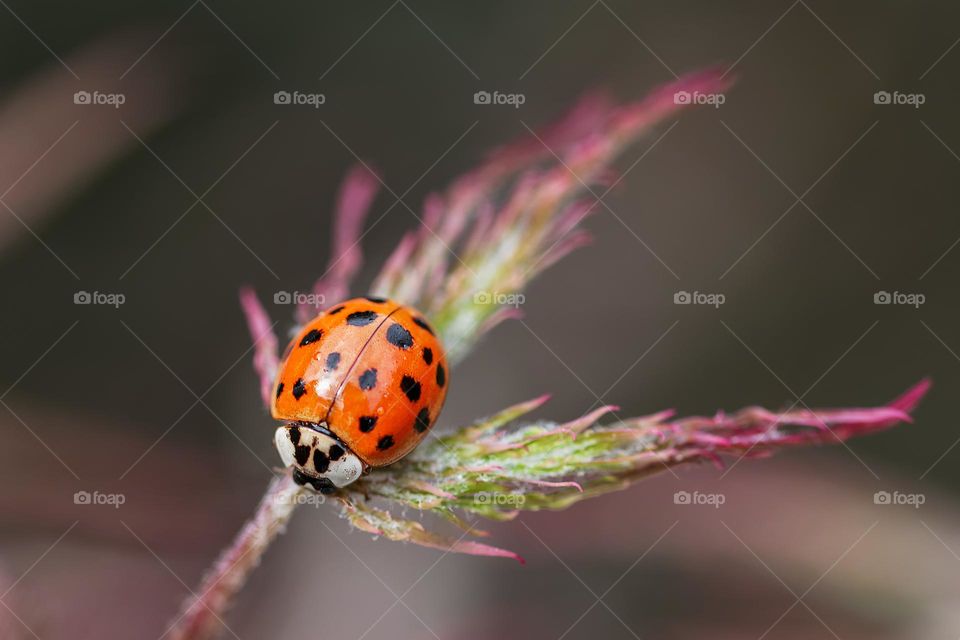 Ladybug on a maple's leaf