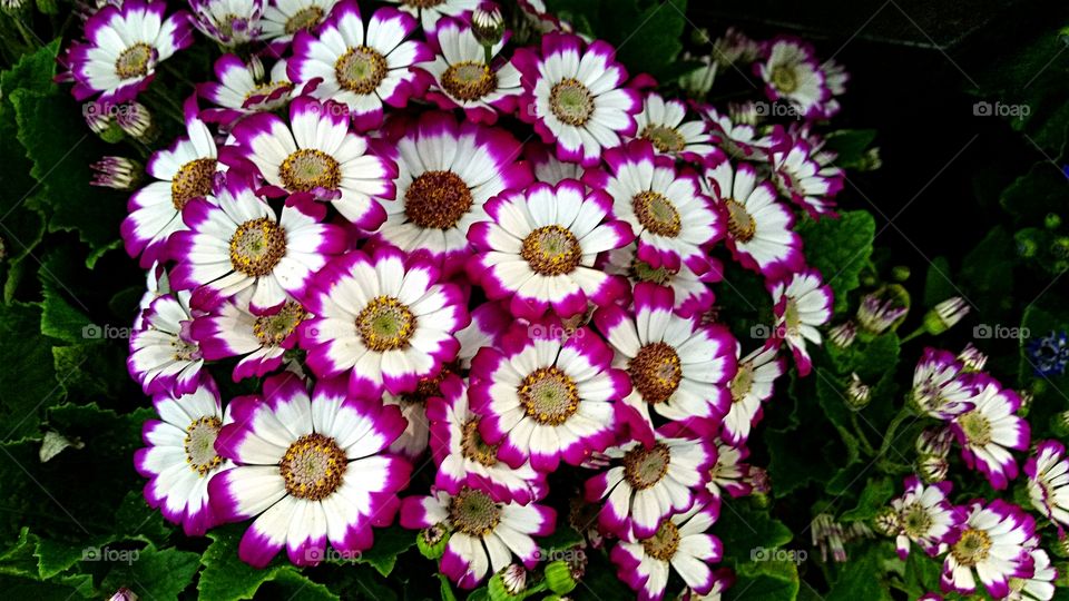 Multi-colored Daisies