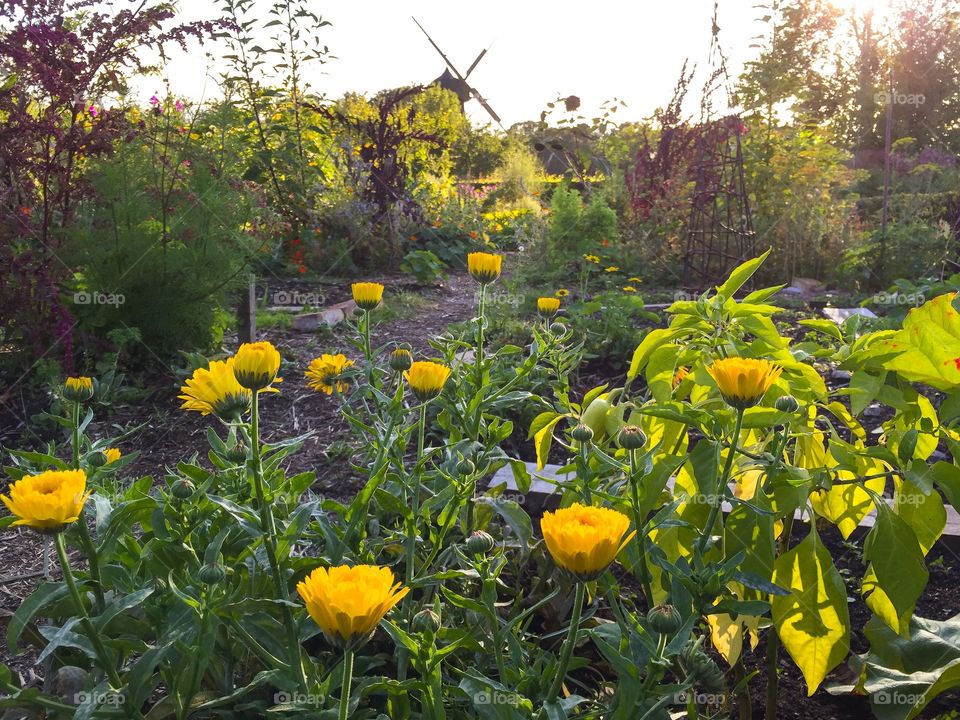 Yellow marigold flowers growing low in the garden 