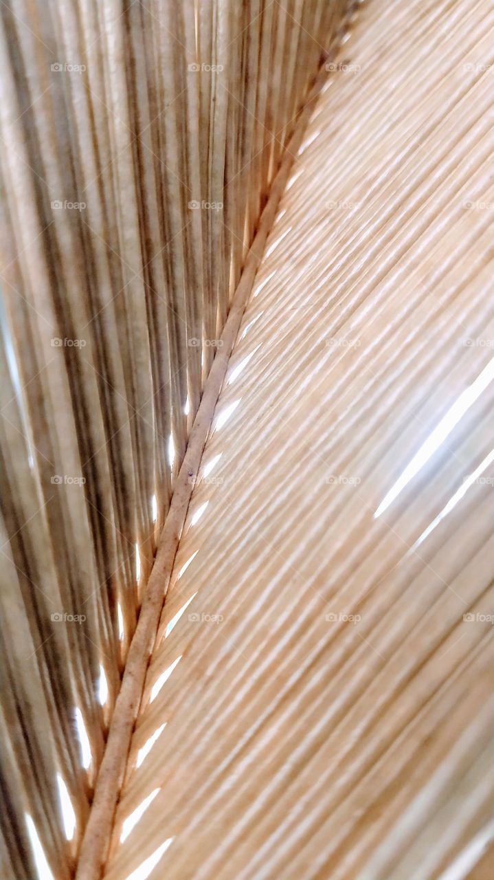 Folha de Palmeira seca.