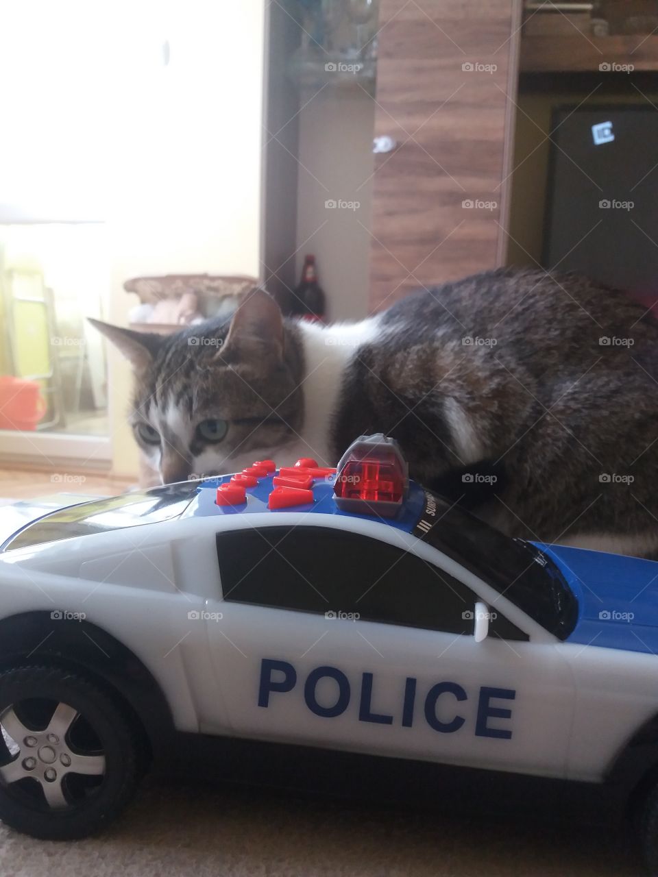 my cat and police