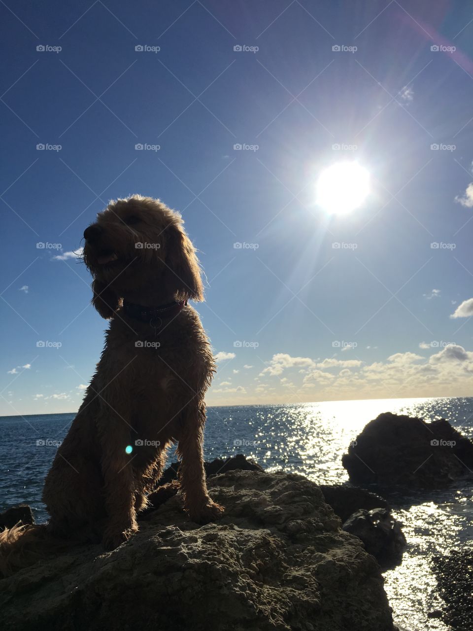 Alfie at the beach