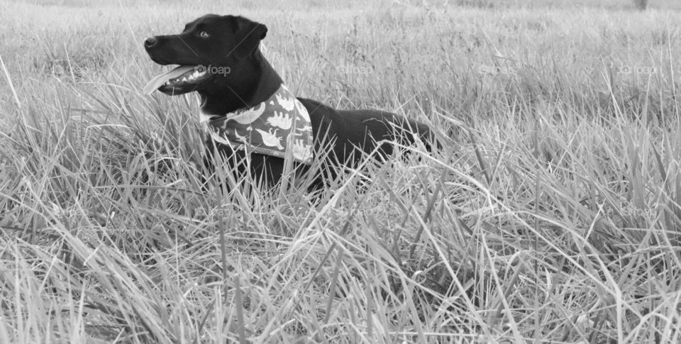 Black and white dog photo 
