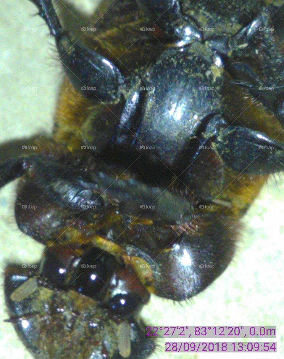 These dung insect is not cut down trend of the beautiful rigid black joining catch.