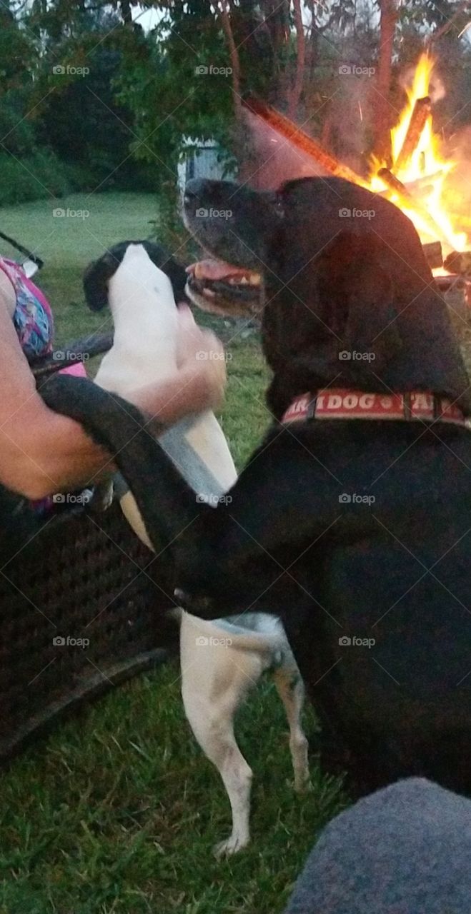 good boy by fireside