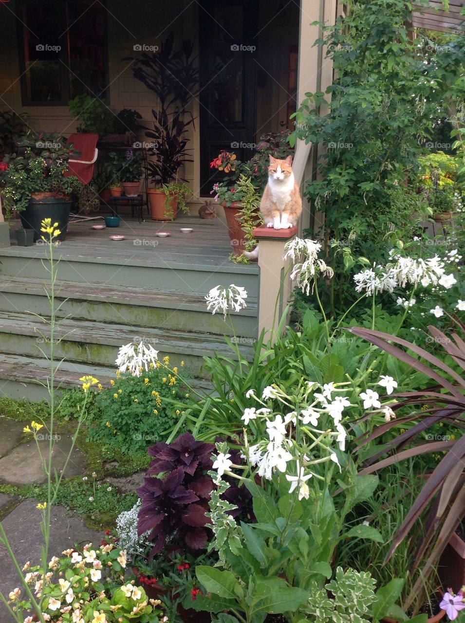 Guardian of the Porch