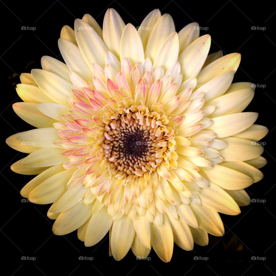 Close up yellow flower 2. A top down shot of a soft yellow bloom with pink tipped petals against a black background.