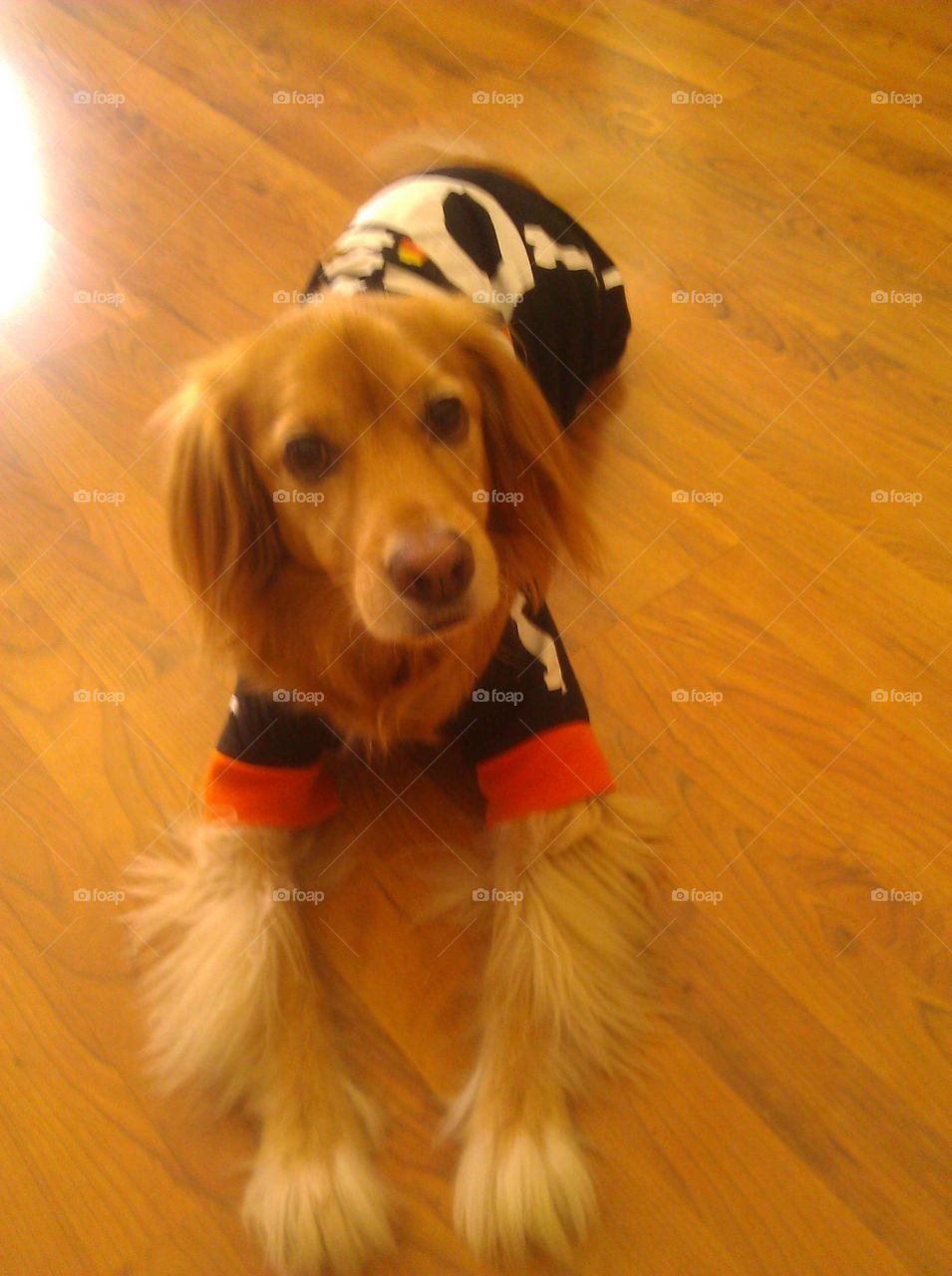my dog sunny boy in his Halloween skeleton costume