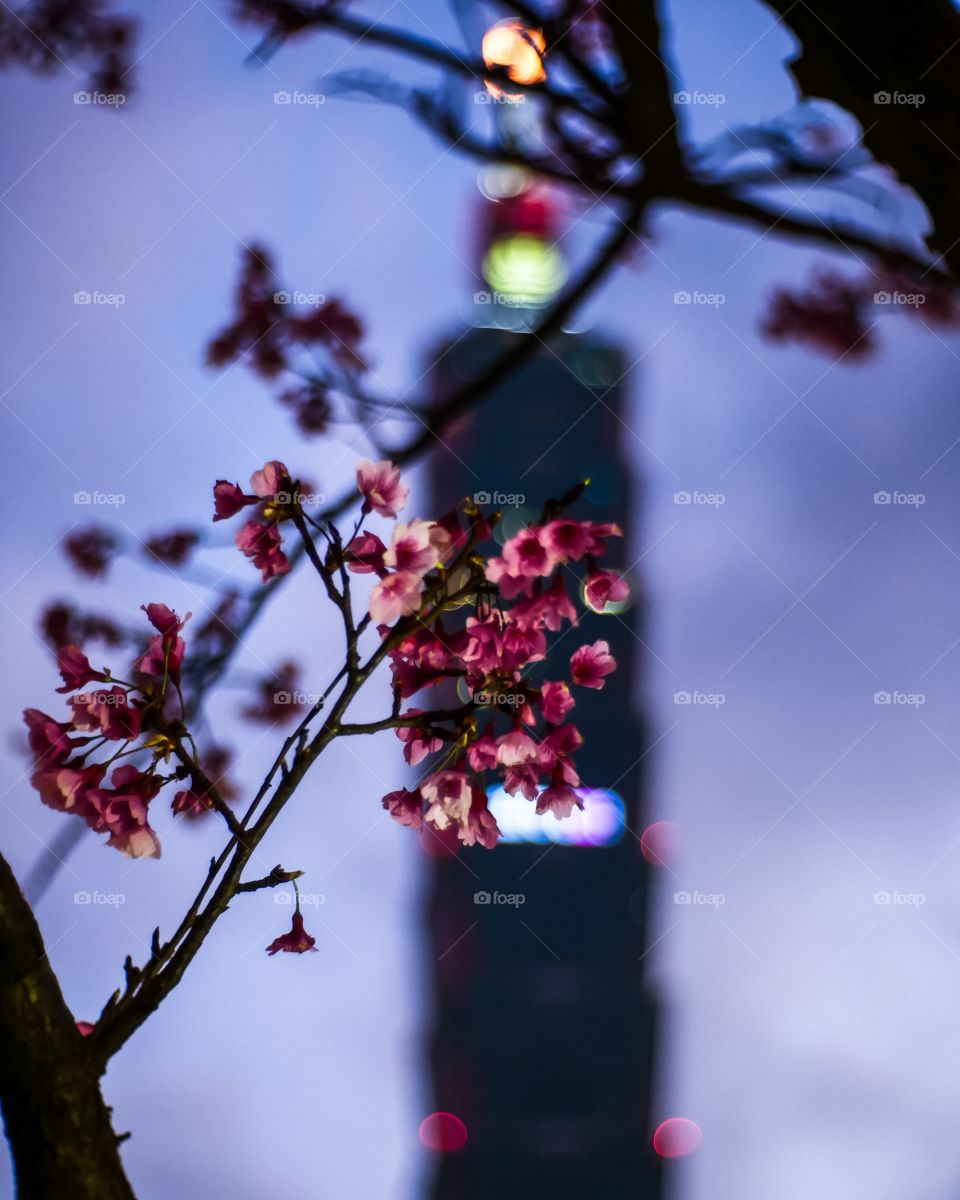 Spring Sakura Tree Branch at sundown with Taipei 101 in the Distance