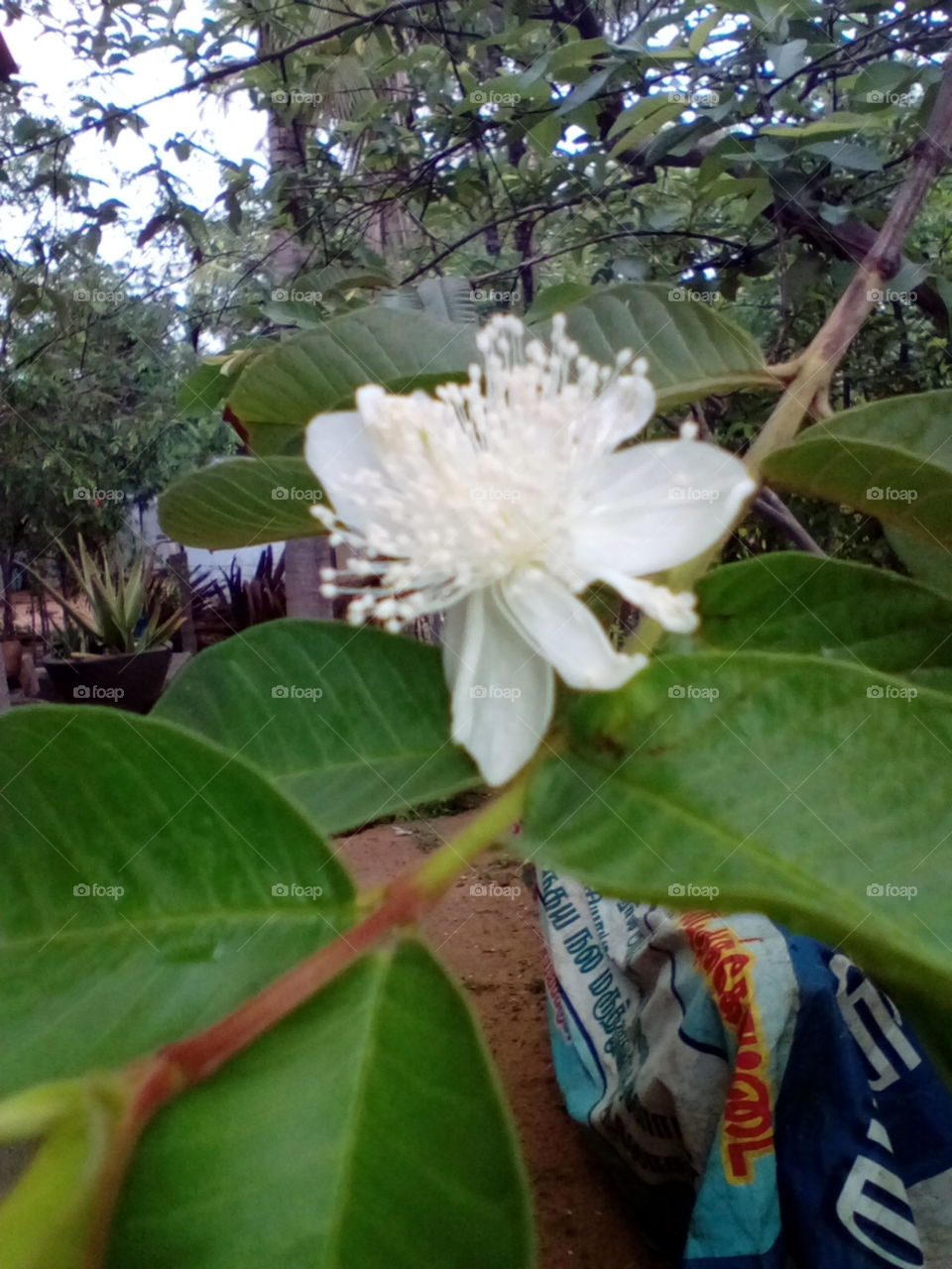 guava flower...